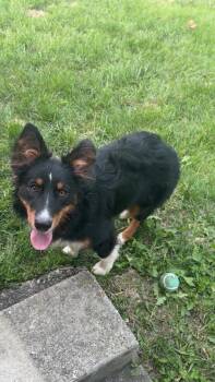 Australian Shepherd Dogs Available for Adoption in Columbia, Maryland - Stormy | PetCurious