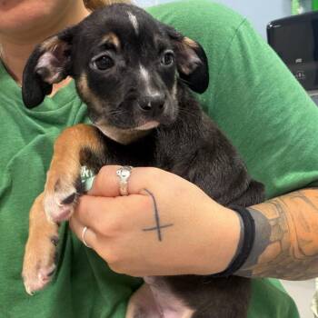 KCAC _2 -  Shepherd and Mixed Breed Dog for Adoption in Kerrville, Texas - KCAC _2 | PetCurious
