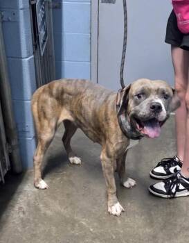 Rescue Pit Bull Terrier Dogs for Adoption in Evansville, Indiana - Brittle | PetCurious