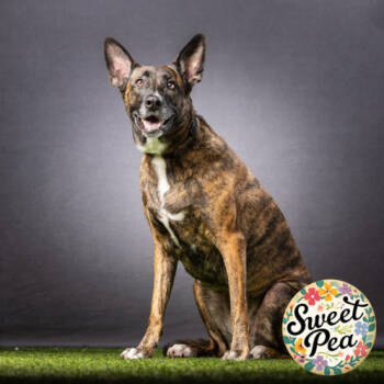 Rescue Dutch Shepherd Dogs for Adoption in Jupiter, Florida - Basil | PetCurious