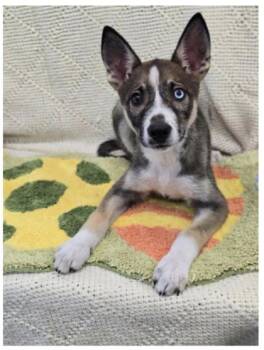 JJ (jack jr) -  Mixed Breed Dog for Adoption in Divide, Colorado - JJ (jack Jr) | PetCurious