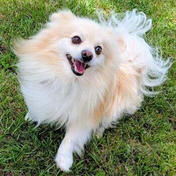 Chewy Spark -  Pomeranian Dog for Adoption in Houston, Texas - Chewy Spark | PetCurious