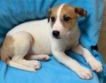 Lexi -  Hound and Mixed Breed Dog for Adoption in Kansas City, Missouri - Lexi | PetCurious
