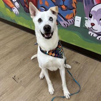 Piper -  Husky and Mixed Breed Dog for Adoption in Lyndhurst, Virginia - Piper | PetCurious