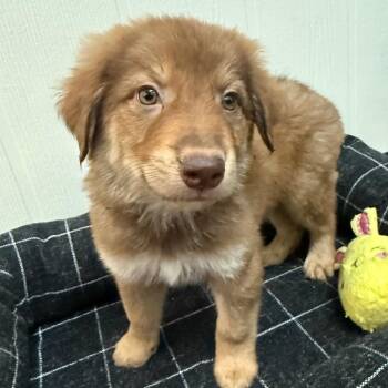 Dragon -  Australian Shepherd and Mixed Breed Dog for Adoption in Tulsa, Oklahoma - Dragon | PetCurious