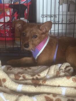 Sophie -  Yorkshire Terrier and Chihuahua Dog for Adoption in Pine Grove, Pennsylvania - Sophie | PetCurious