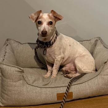 Chihuahua and Dachshund Dogs Available for Adoption in New York, New York - Ash | PetCurious
