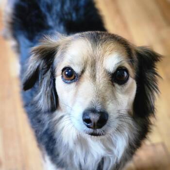 Murphy -  Jack Russell Terrier and Pekingese Dog for Adoption in Lisbon, Iowa - Murphy | PetCurious