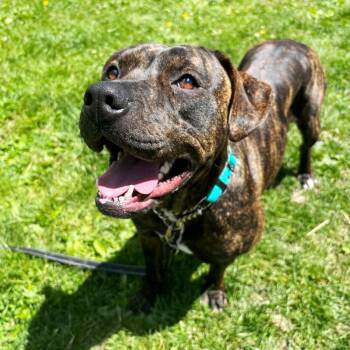 Mixed Breed Dogs Available for Adoption in Olean, New York - Rose | PetCurious