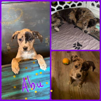 Rescue Boxer and Mixed Breed Dogs for Adoption in Idaho Falls, Idaho - Abu | PetCurious