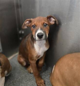 PENNY -  Mixed Breed Dog for Adoption in Dallas, Texas - PENNY | PetCurious