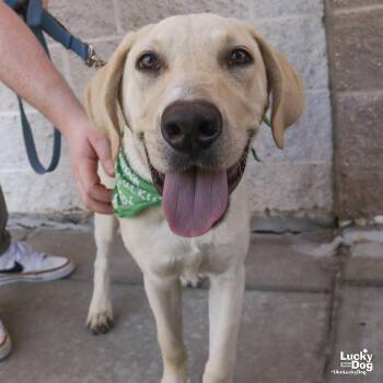 Labrador Retriever and Retriever Dogs Available for Adoption in Washington, District Of Columbia - Ricky | PetCurious