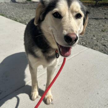 Starlight (ID 51604) -  Husky and Golden Retriever Dog for Adoption in Manassas, Virginia - Starlight (ID 51604) | PetCurious