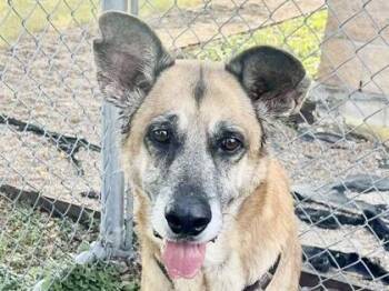 Rescue Mixed Breed Dogs for Adoption in Georgetown, Texas - Donny | PetCurious