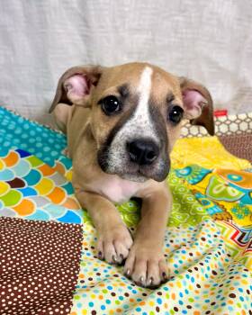 Rousey -  Staffordshire Bull Terrier Dog for Adoption in Gulfport, Mississippi - Rousey | PetCurious