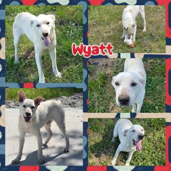 Cattle Dog Dogs Available for Adoption in Blacksburg, South Carolina - Wyatt | PetCurious
