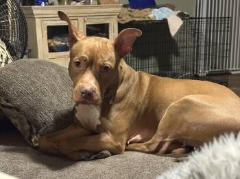 Figgy -  American Staffordshire Terrier Dog for Adoption in Brookeville, Maryland - Figgy | PetCurious