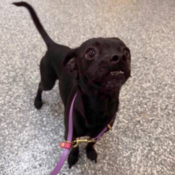 Ewan -  Pug and Dachshund Dog for Adoption in Riverwoods, Illinois - Ewan | PetCurious