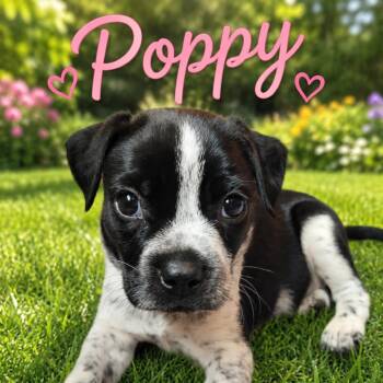 Poppy -  Boston Terrier and Mixed Breed Dog for Adoption in Hohenwald, Tennessee - Poppy | PetCurious