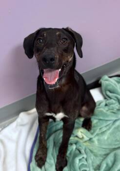 Slipdog in NH Come Meet our Adoptable Dogs Wednesday-Saturday. M -  Labrador Retriever and Hound Dog for Adoption in Manchester, New Hampshire - Slipdog In NH Come Meet Our Adoptable Dogs Wednesday-Saturday. M | PetCurious