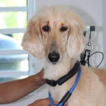 Rescue Afghan Hound Dogs for Adoption in Humacao, Humacao - Kharma | PetCurious