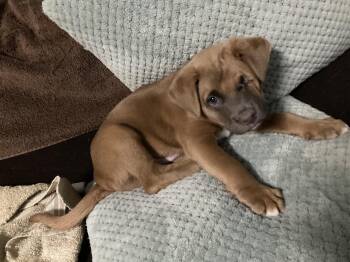 Diesel -  Pit Bull Terrier and Mountain Cur Dog for Adoption in Kannapolis, North Carolina - Diesel | PetCurious