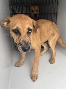 A659215 -  Labrador Retriever and Mixed Breed Dog for Adoption in Houston, Texas - A659215 | PetCurious