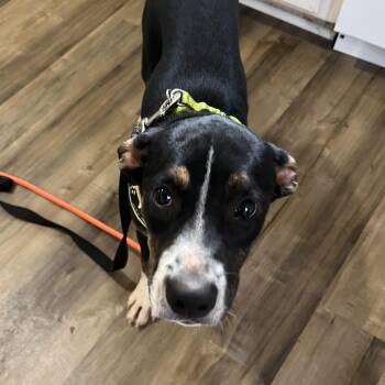 Paramount Plus -  Mixed Breed Dog for Adoption in Columbia, South Carolina - Paramount Plus | PetCurious