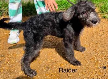 Raider KW in MS -  Standard Poodle Dog for Adoption in Warwick, Rhode Island - Raider KW In MS | PetCurious