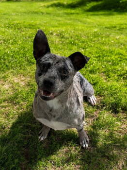 Rescue Catahoula Leopard Dog Dogs for Adoption in Nashville, Tennessee - Bluey | PetCurious