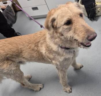 Labradoodle Dogs Available for Adoption - Pen 119 C | PetCurious