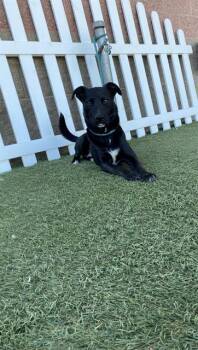 SHADOW -  Labrador Retriever and Mixed Breed Dog for Adoption in Modesto, California - SHADOW | PetCurious