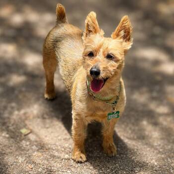 Emma -  Australian Terrier Dog for Adoption in Boerne, Texas - Emma | PetCurious