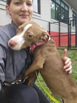 Mixed Breed Dogs Available for Adoption in West Chester, Pennsylvania - Doby | PetCurious