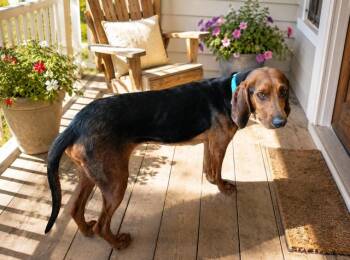 Wynona -  Hound Dog for Adoption in Midway, Utah - Wynona | PetCurious