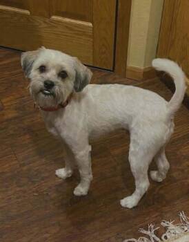 Shih Tzu and Terrier Dogs Available for Adoption - Rio | PetCurious