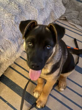 Rescue Shepherd Dogs for Adoption in Seattle, Washington - Brownie | PetCurious