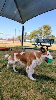 Arianna -  Border Collie and Australian Shepherd Dog for Adoption in Seguin, Texas - Arianna | PetCurious