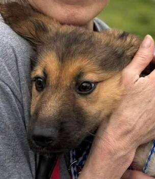 Shepherd Dogs Available for Adoption in Monticello, New York - Gisele | PetCurious