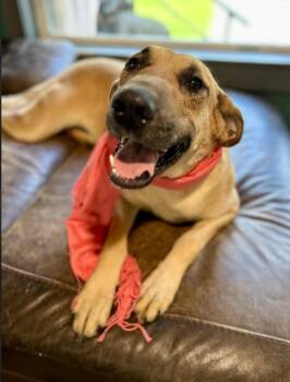 Great Dane Dogs Available for Adoption in Joppa, Alabama - Juno | PetCurious