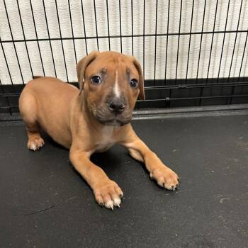 American Staffordshire Terrier Dogs Available for Adoption - Redman | PetCurious