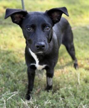 Rescue Labrador Retriever and Pointer Dogs for Adoption in Malvern, Pennsylvania - Lemmy | PetCurious