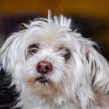 Mini Available 9/26 -  Maltese and West Highland White Terrier Westie Dog for Adoption in Loves Park, Illinois - Mini Available 9/26 | PetCurious