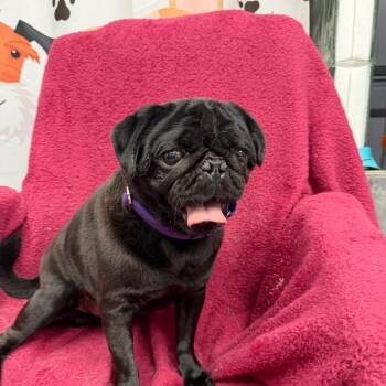 Moe - 3701 -  Pug Dog for Adoption in Uniontown, Pennsylvania - Moe - 3701 | PetCurious