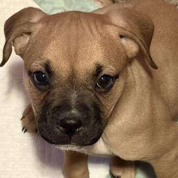 English Bulldog Dogs Available for Adoption - Herzl | PetCurious