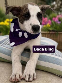 Bada Bing -  Australian Shepherd and Great Pyrenees Dog for Adoption in Newport Beach, California - Bada Bing | PetCurious