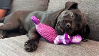 Pug Dogs Available for Adoption in Houston, Texas - Miliou | PetCurious