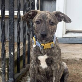 Jude -  Shepherd Dog for Adoption in Patchogue, New York - Jude | PetCurious
