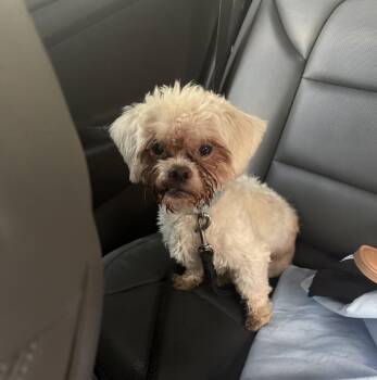 Snowball -  Shih Poo Dog for Adoption in North Miami Beach, Florida - Snowball | PetCurious