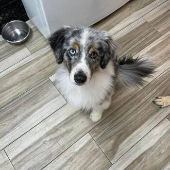 Australian Shepherd Dogs Available for Adoption - Buddy | PetCurious